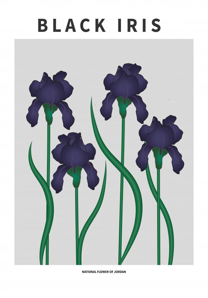 Jordan Black Irises by Paperago — canvas wall art