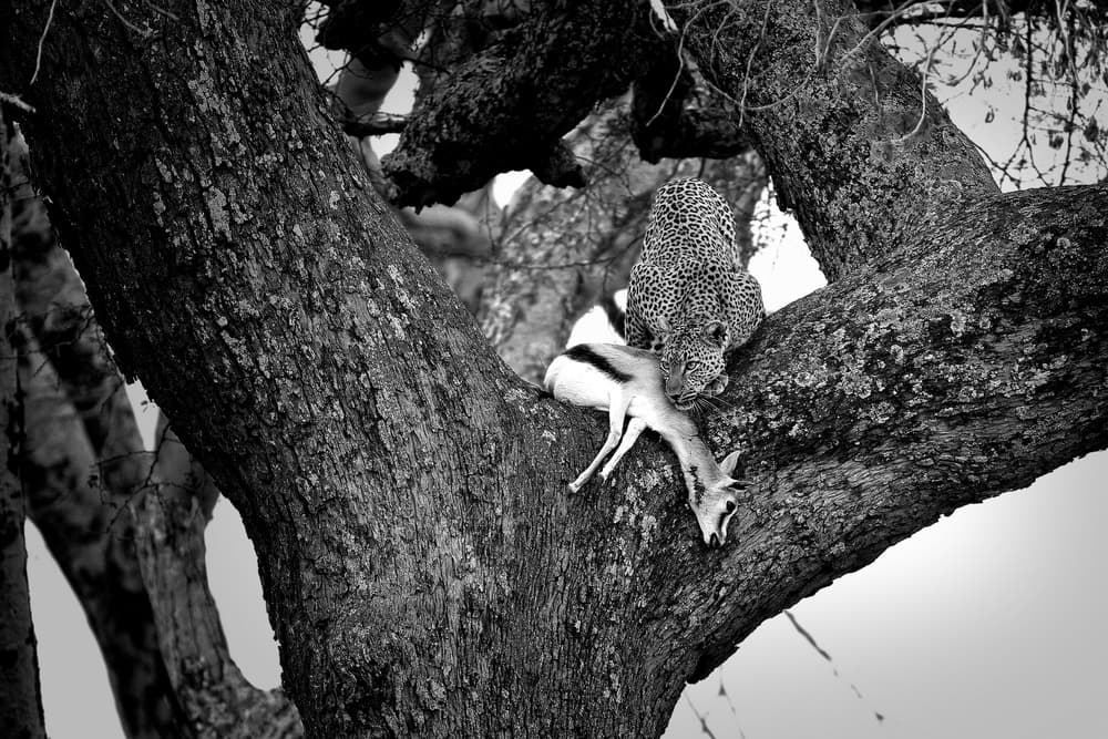 Leopard's Tree Dinner by Nicolás Merino — canvas wall art