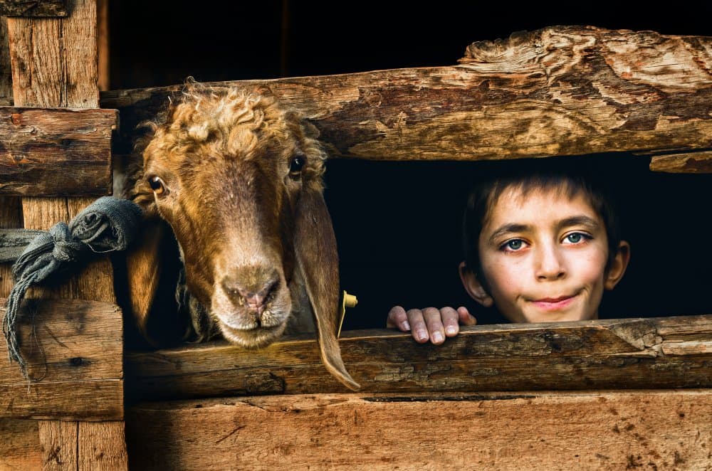 Curious Boy and Sheep by Emir Bagci — canvas wall art