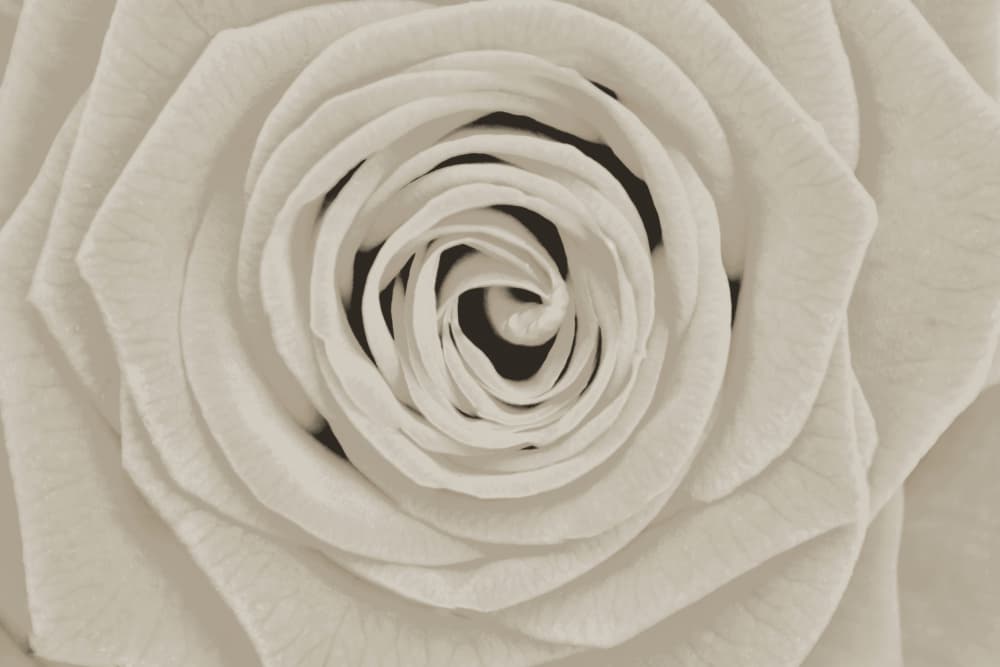 Elegant White Rose by Christina Sillen — canvas wall art