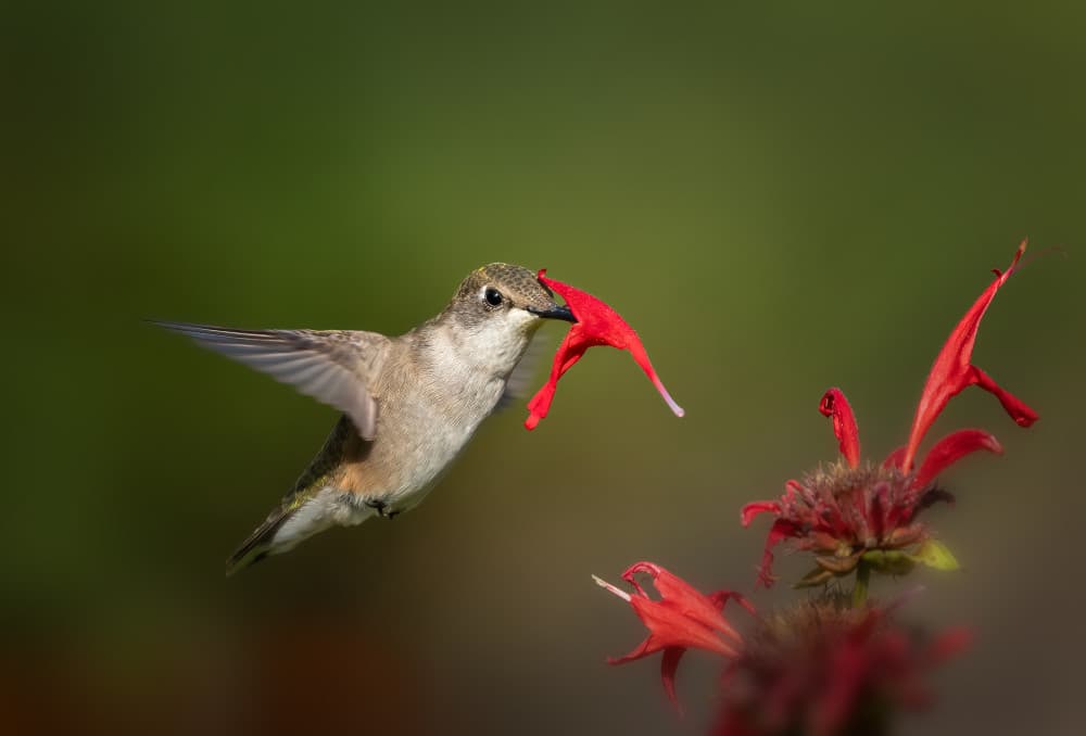 Hummingbird on Red Flower by Ruiqing P. — canvas wall art