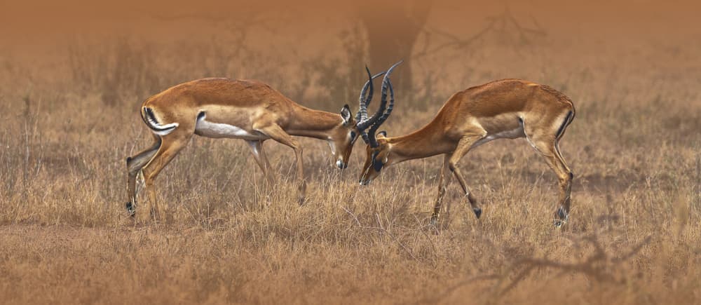 Impalas Battle Horns by Jois Domont ( J.L.G.) — canvas wall art