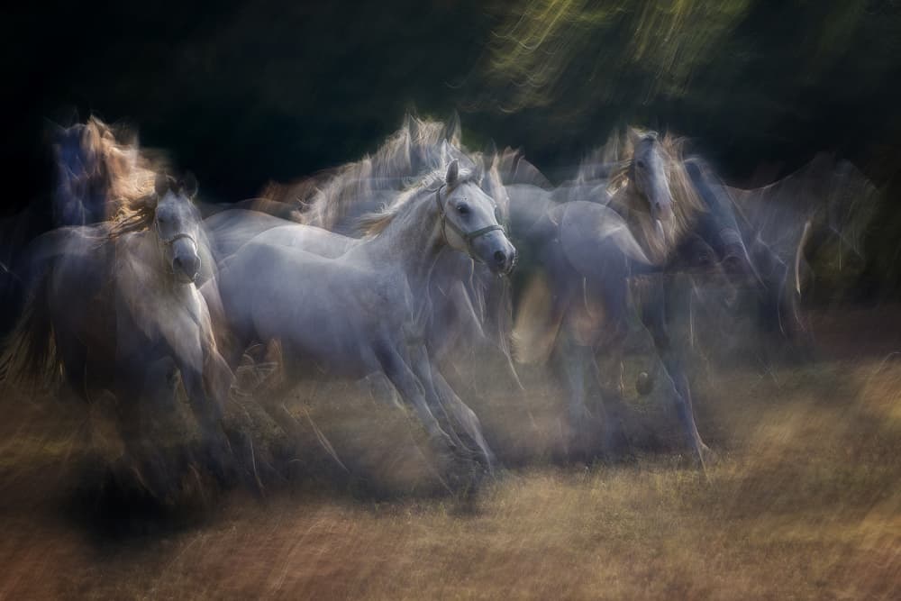 Wild Horses In Motion by Milan Malovrh — canvas wall art