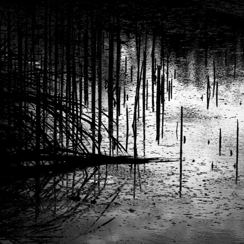 Dark Reeds Stillness by Codrin Lupei — canvas wall art