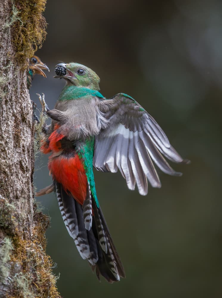 Quetzal Feeding Chick by Greg Barsh — canvas wall art