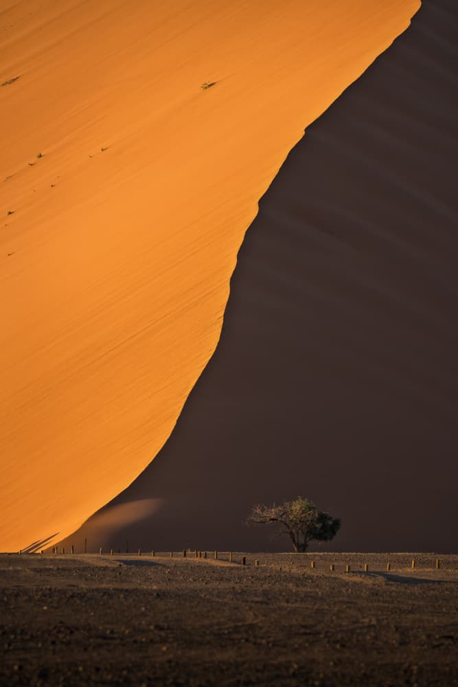 Golden Dune Shadow by Willa Wei — canvas wall art