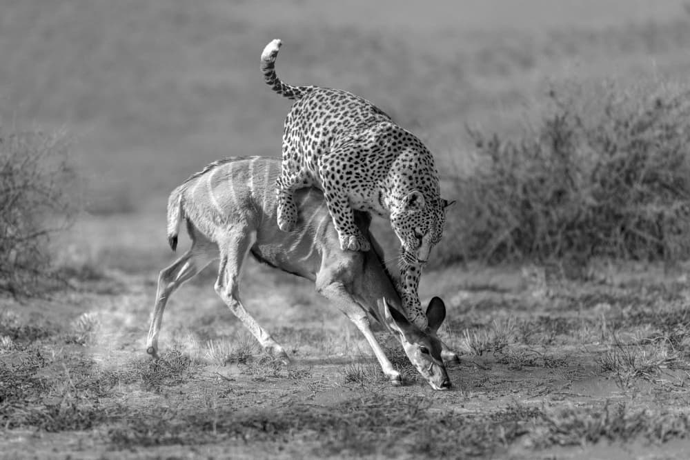 Leopard Kudu Hunt by Marcel Egger — canvas wall art