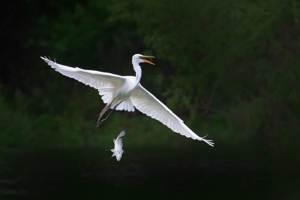 Great Egret's Catch by Sheila Xu — canvas wall art