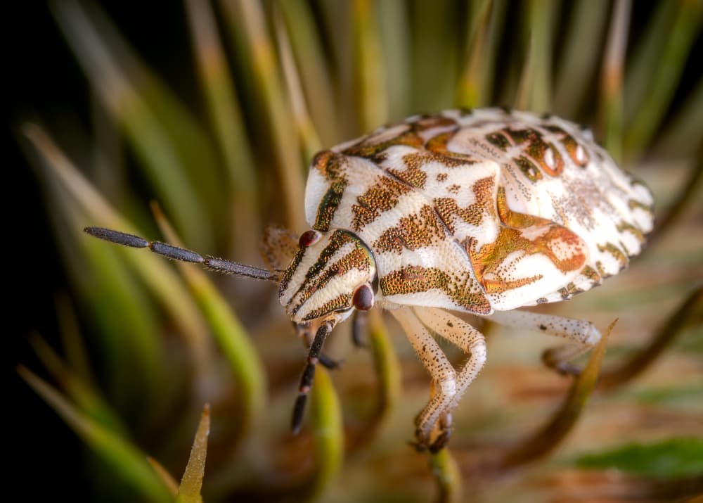 Striped Stink Bug Macro by Eduard Andrica — canvas wall art