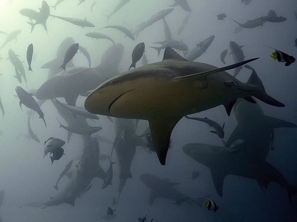 Lemon Shark Gathering by Serge Melesan — canvas wall art