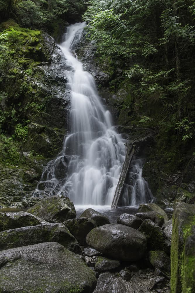 Serene Forest Waterfall by Lynann Colligan — canvas wall art