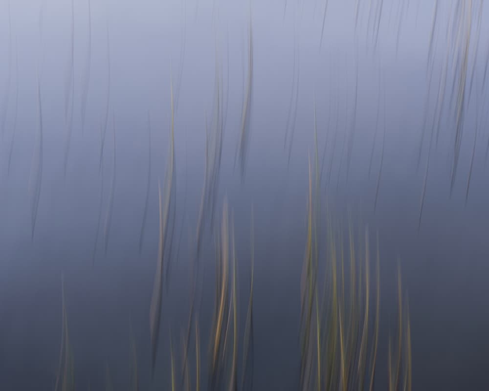 Calm Reeds Abstract by Hamed Bank — canvas wall art