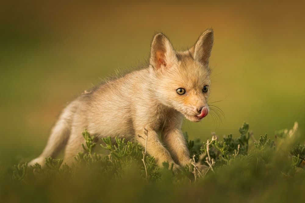 Cute Fox Kit Licking by Ahmed Sobhi — canvas wall art