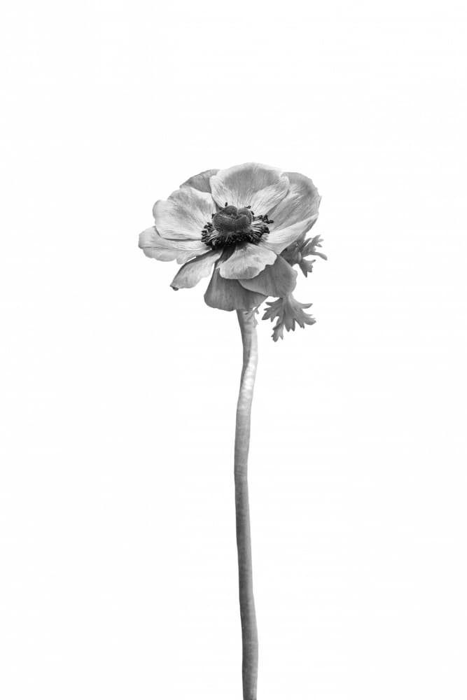Black Anemone Bloom by Melanie Viola — canvas wall art