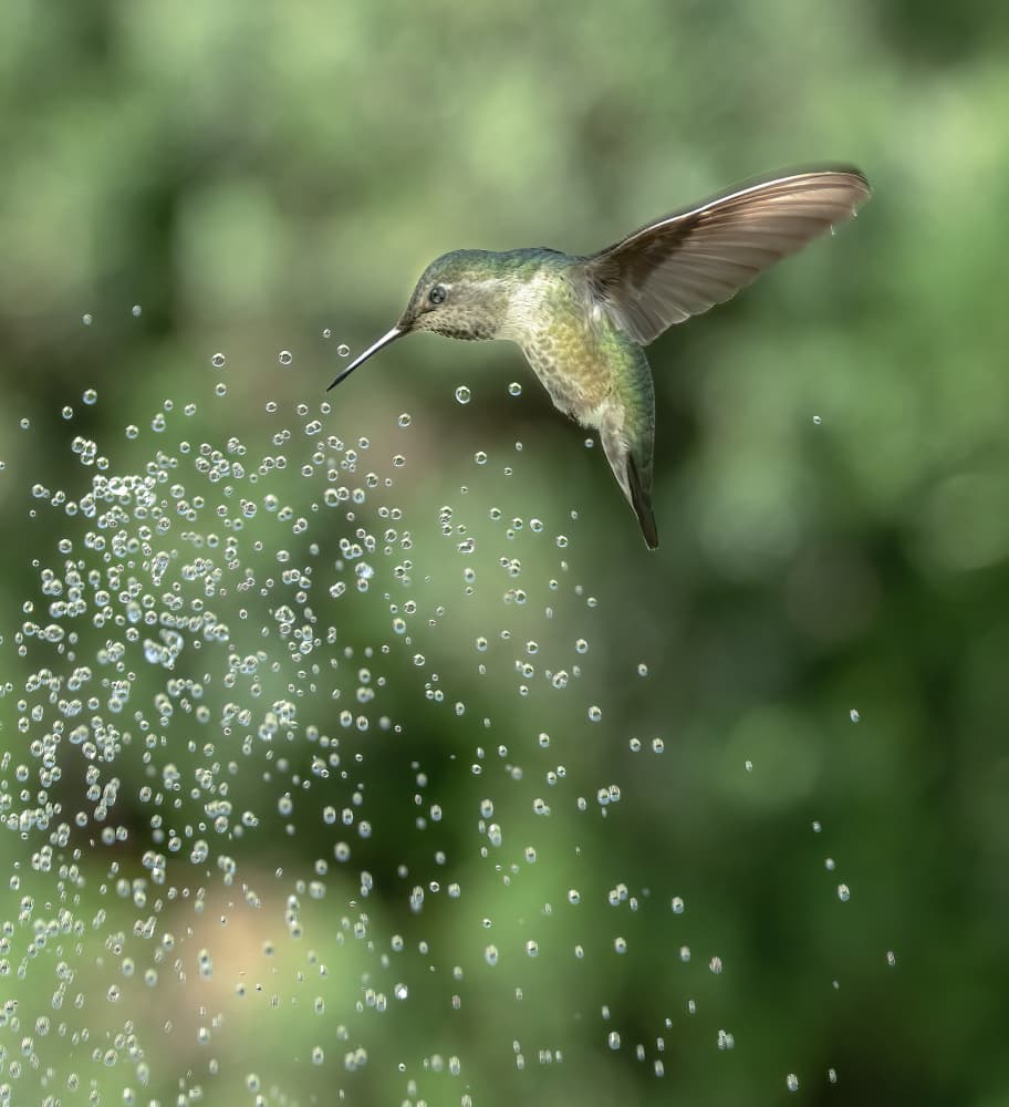 Hummingbird Water Dance by Judy Tseng — canvas wall art