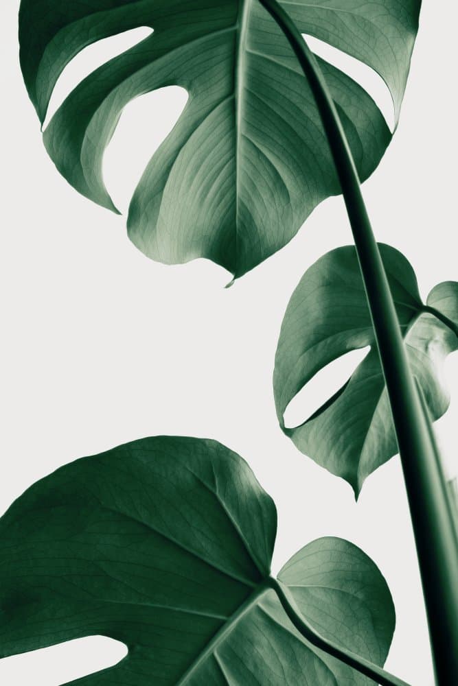 Green Monstera Leaves by Pictufy Studio III — canvas wall art