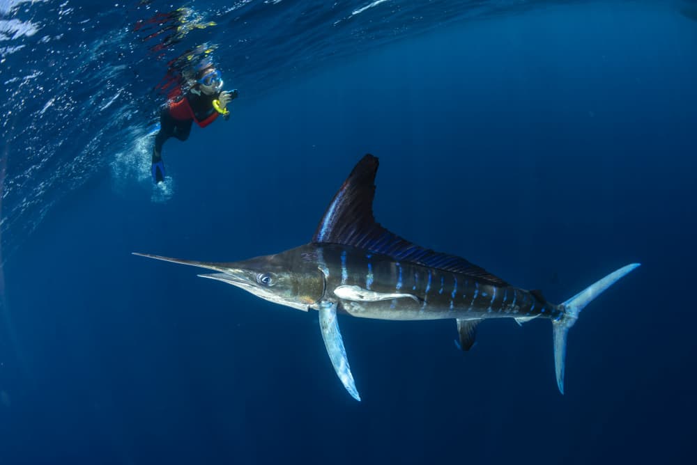 Blue Marlin Diver by Andrea Izzotti — canvas wall art