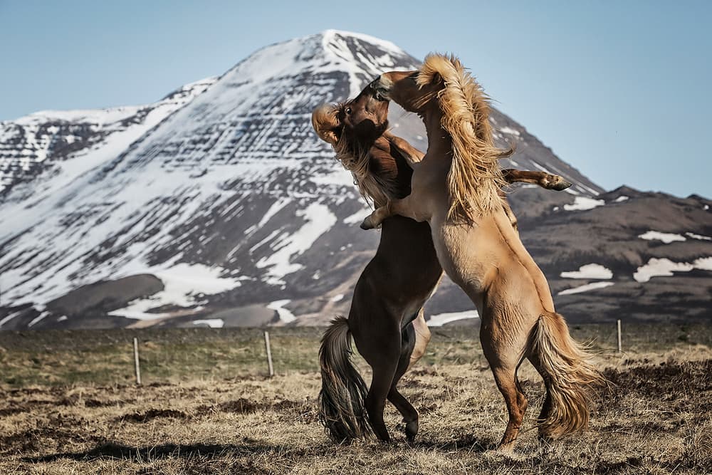 Wild Icelandic Horses by Bragi Ingibergsson - BRIN — canvas wall art