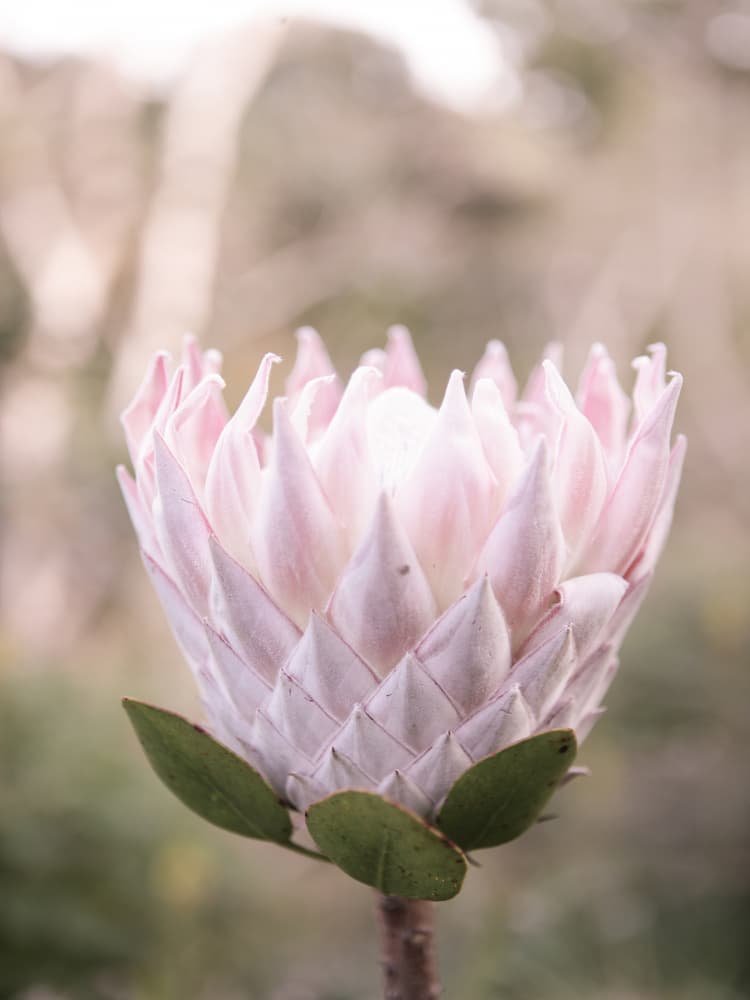 Blossom Majesty by Shot by Clint — canvas wall art