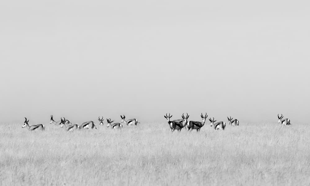 African Springbok Herd by Mathilde Guillemot — canvas wall art