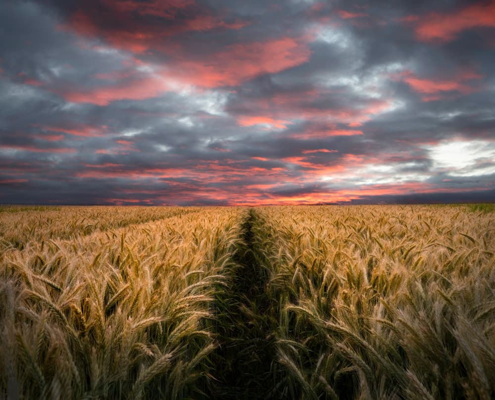 Dramatic Sunset Wheat Field by Christian Lindsten — canvas wall art