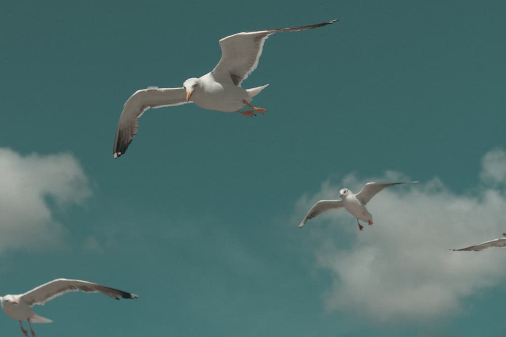 Seagulls in Flight by Aimee Giles — canvas wall art