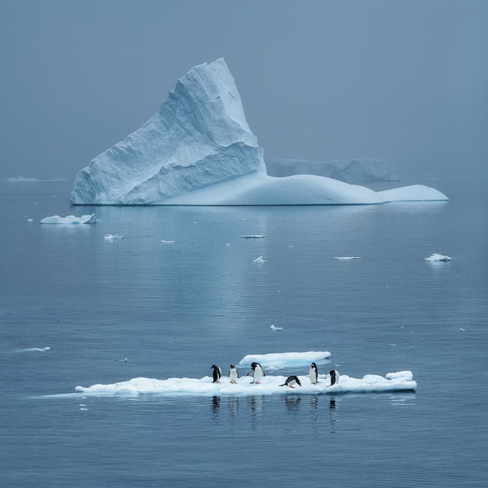 Antarctic Penguins Iceberg by Mei Xu — canvas wall art