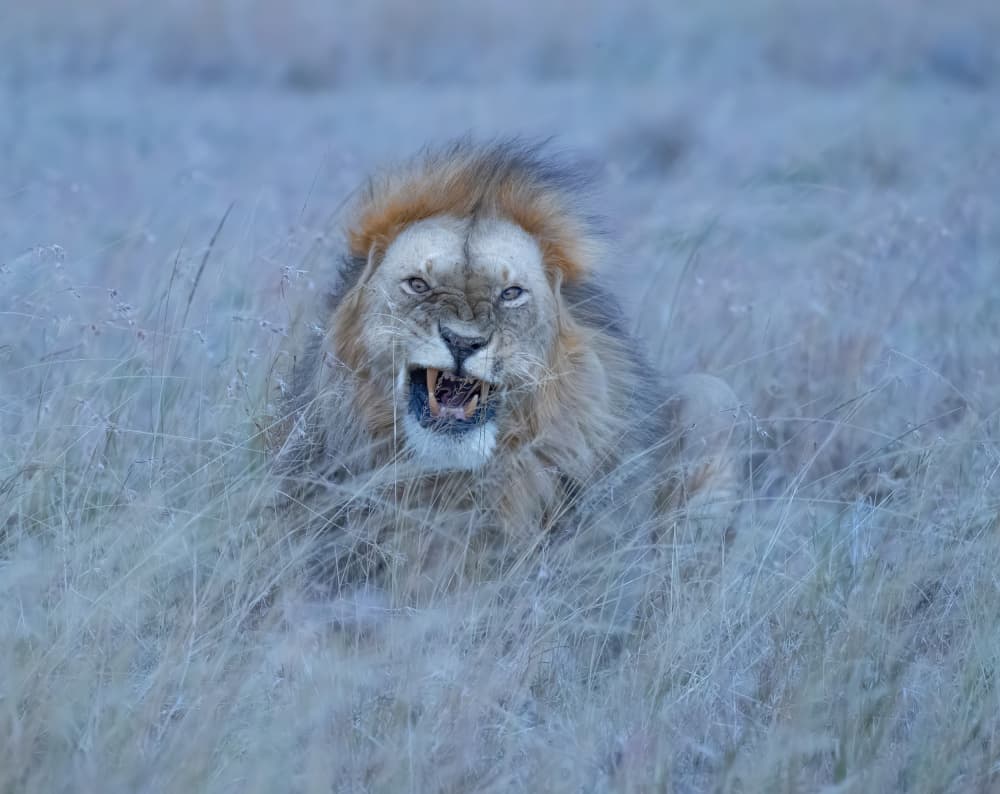 Powerful Lion Snarl by Judy Tseng — canvas wall art