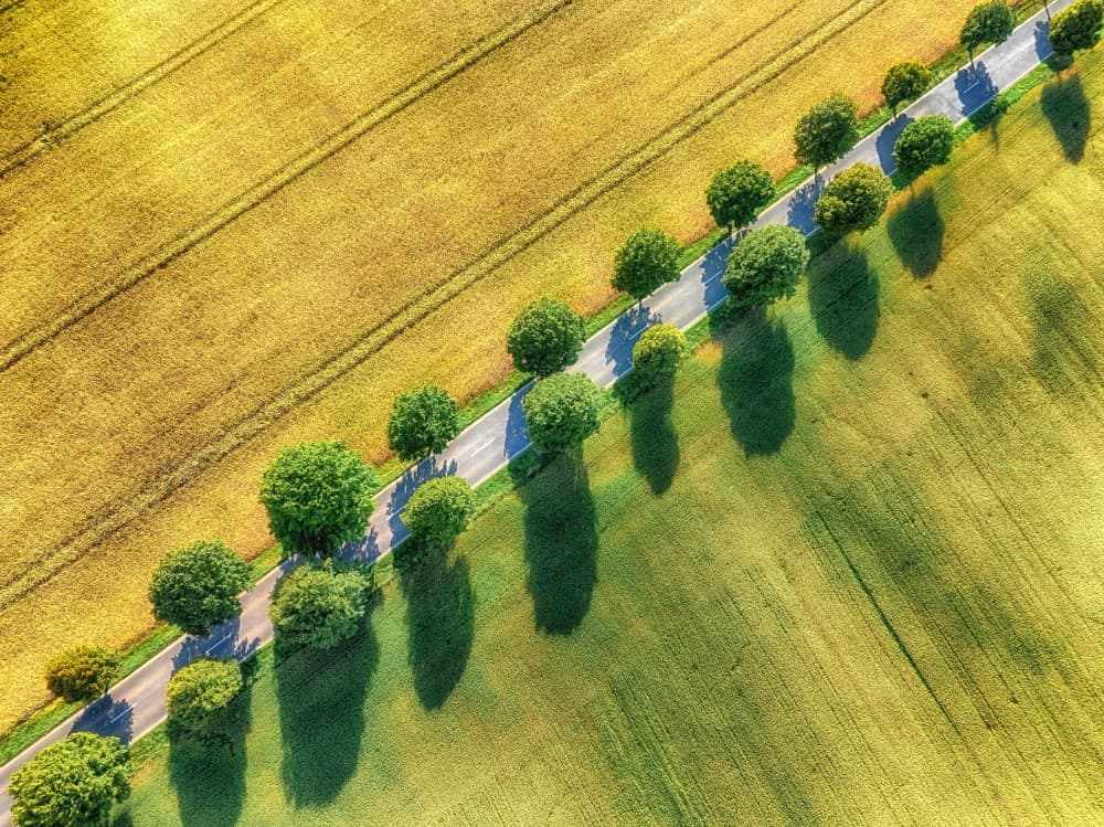 Tree Lined Country Road by Guy Krier — canvas wall art