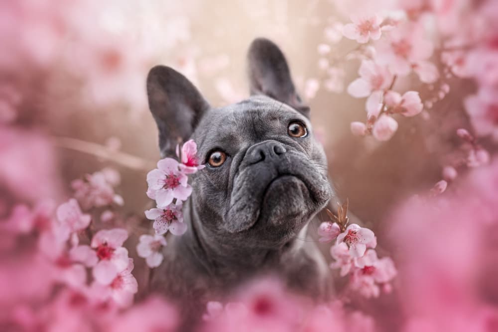 Sweet French Bulldog Blossom by Ve Shandor — canvas wall art