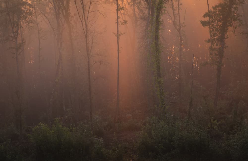 Misty Forest Dawn by Norbert Maier — canvas wall art