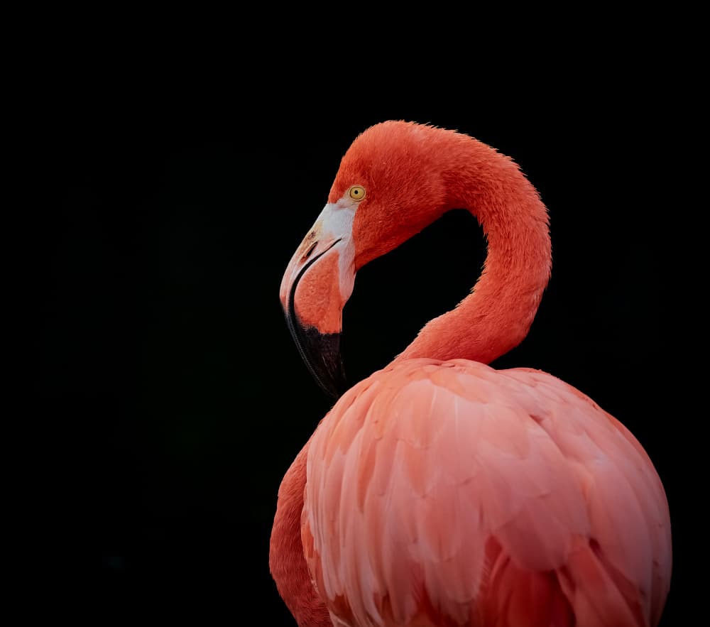Elegant Pink Flamingo by Stuart Williams — canvas wall art