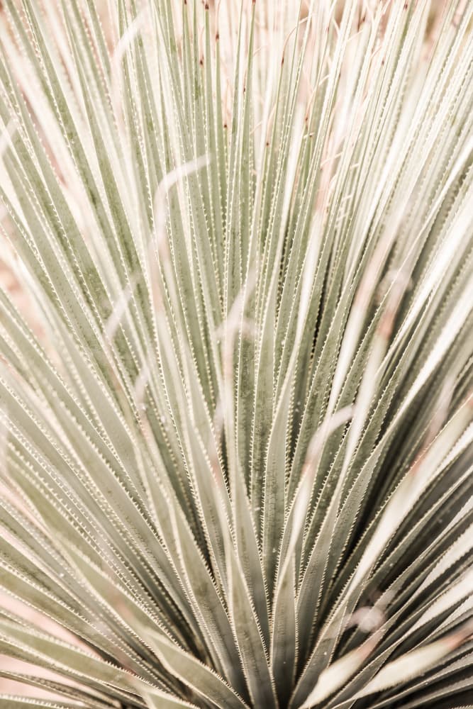 Spiky Serenity by Shot by Clint — canvas wall art