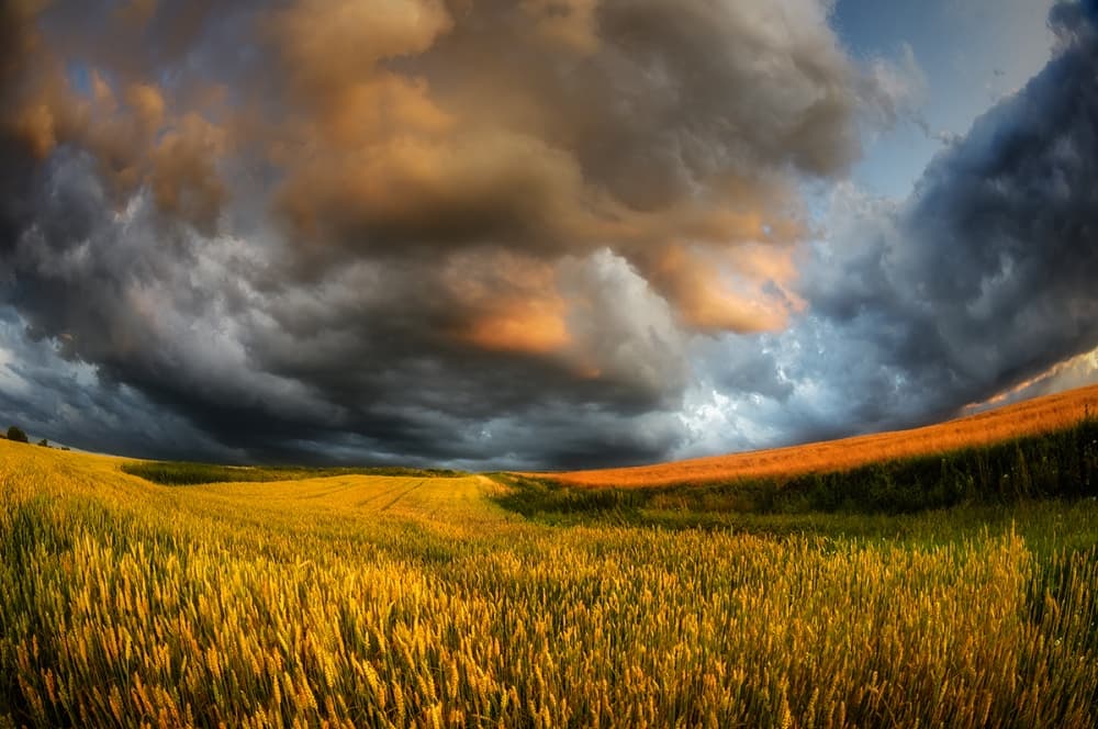 Golden Harvest Storm by Piotr Krol (Bax) — canvas wall art