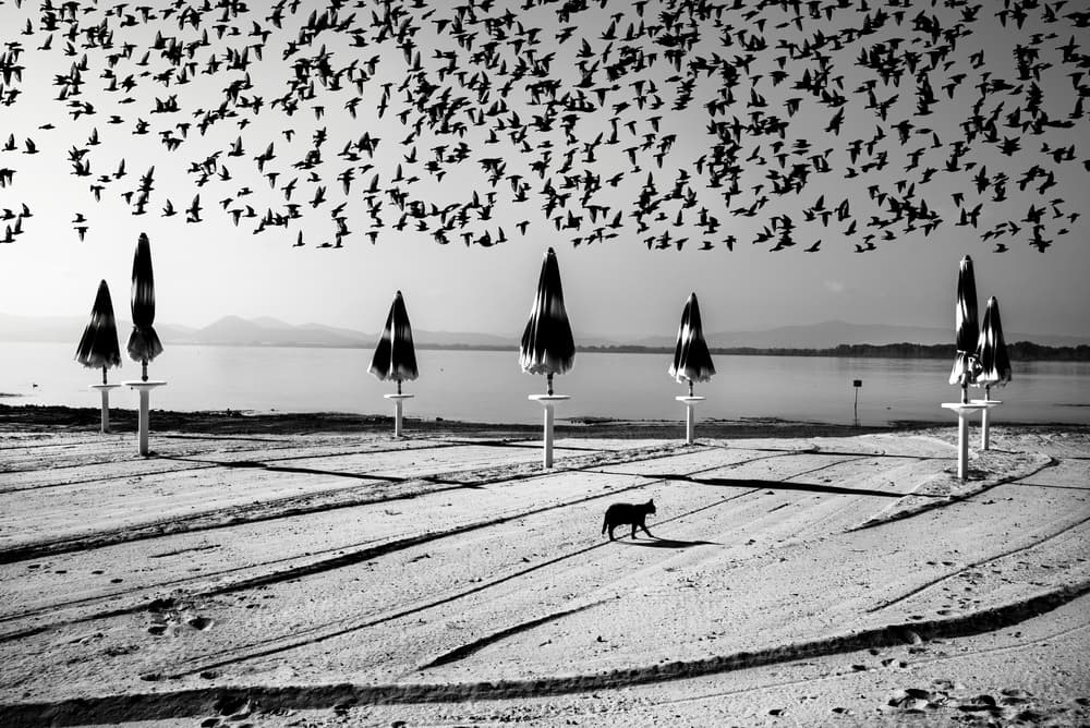 Birds in flight by Nicodemo Quaglia — canvas wall art