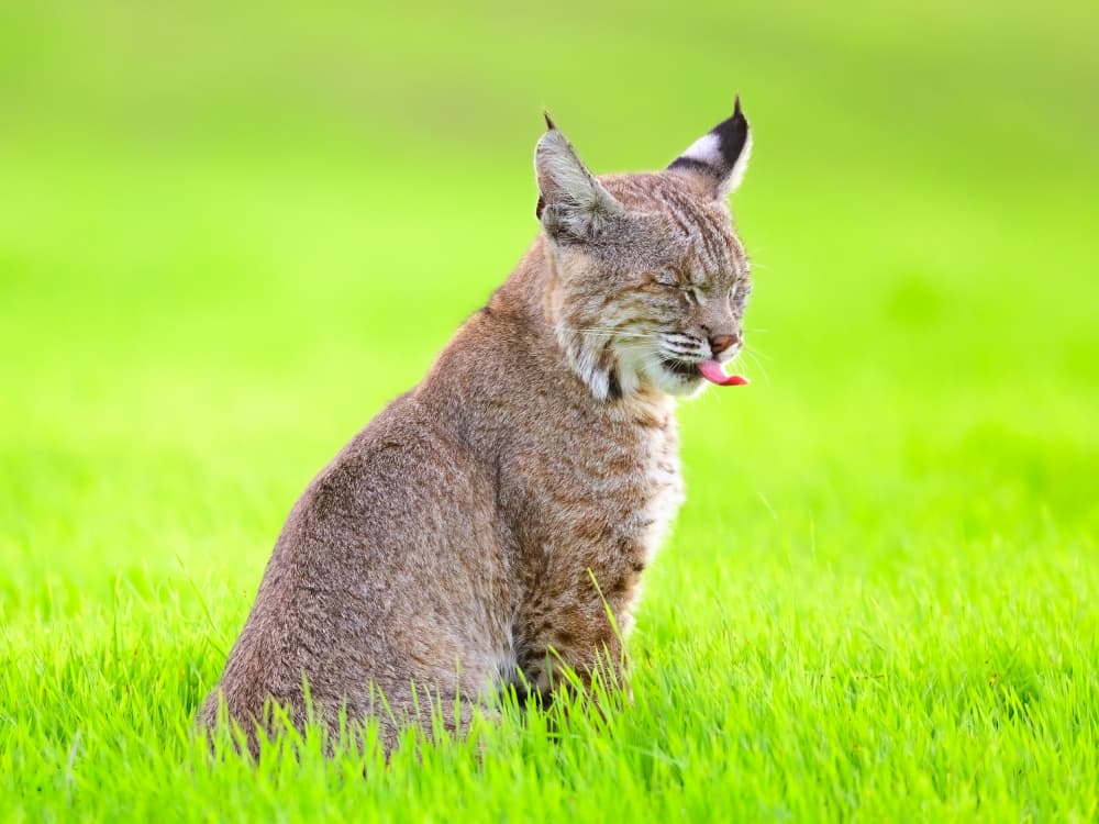 Playful Bobcat Lick by Moses Wang — canvas wall art