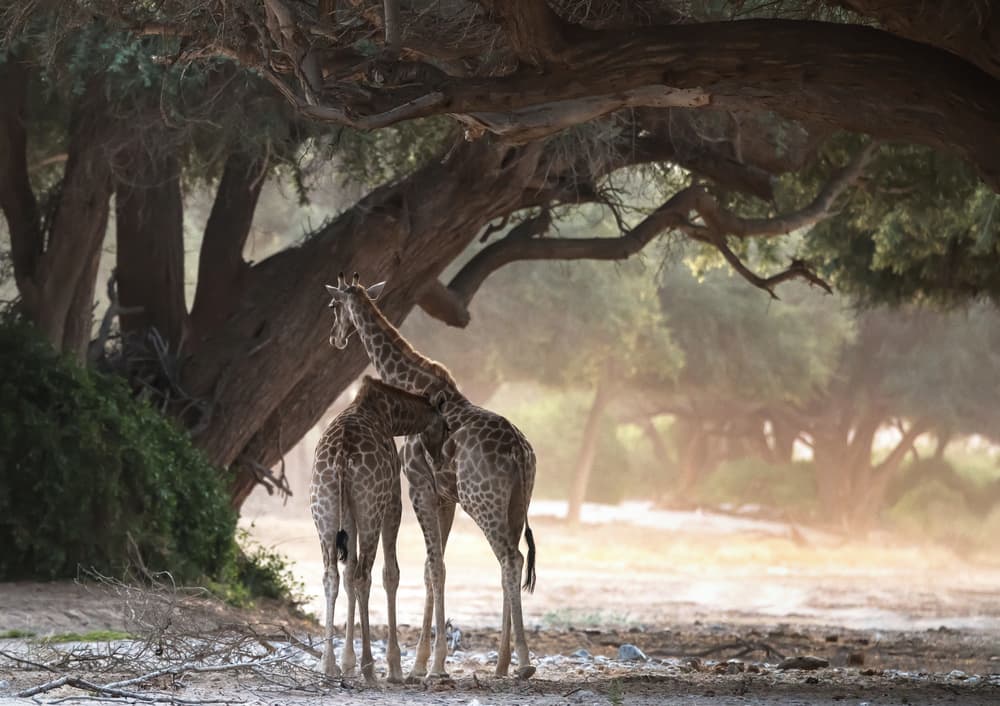 Golden Light Giraffes by Giuseppe DAmico — canvas wall art