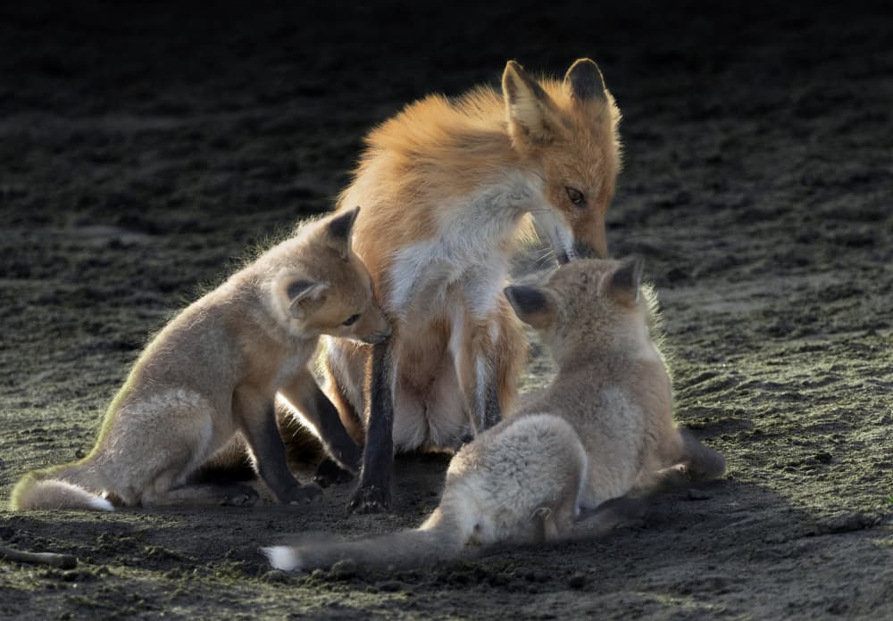 Mother Fox And Kits by Mei Shi — canvas wall art