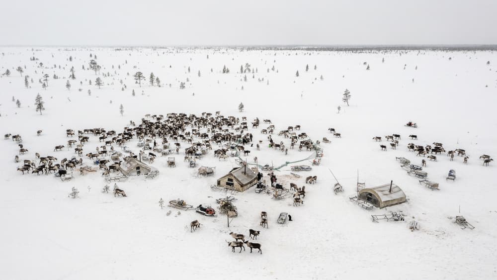 Arctic Reindeer Camp by Marcel Rebro — canvas wall art