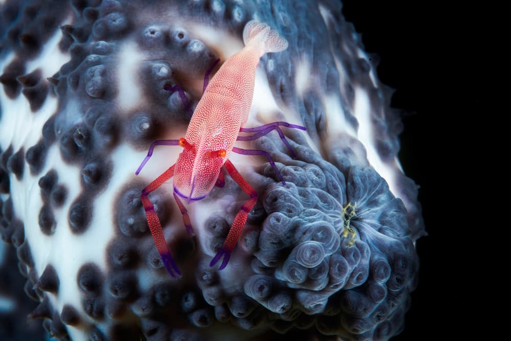 Vibrant Sea Shrimp by Barathieu Gabriel — canvas wall art