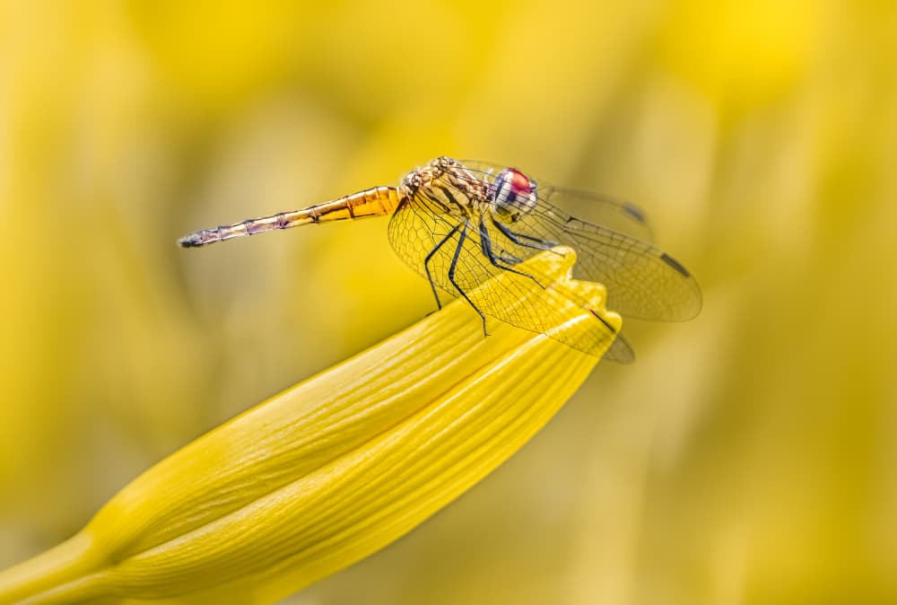 Golden Dragonfly Perched by Atul Saluja — canvas wall art