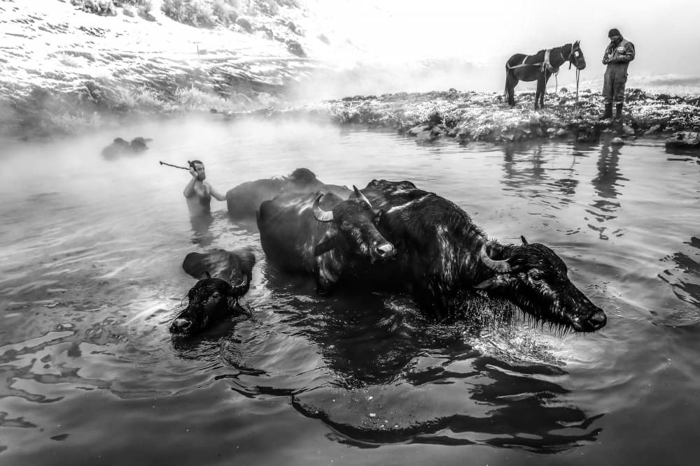 Steamy Winter Herding by Ummu Nisan Kandilcioglu — canvas wall art