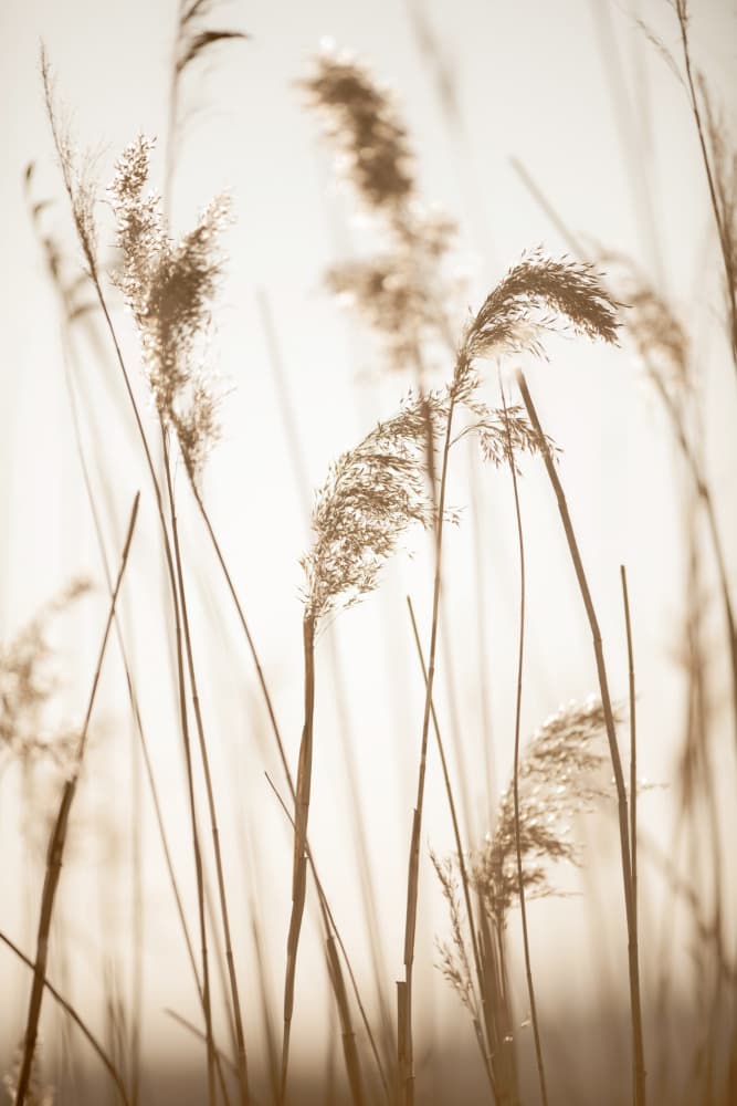 Soft Golden Reeds by Crystal Lynn Collins — canvas wall art
