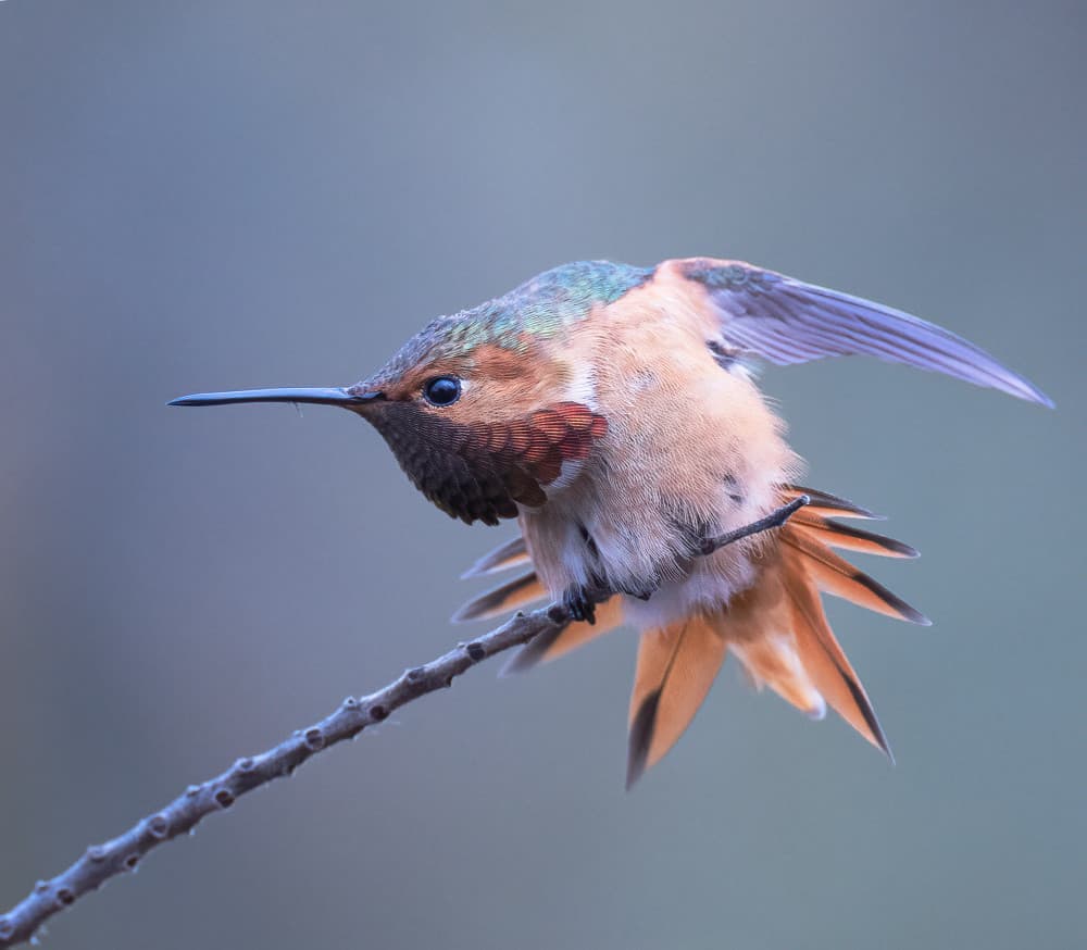 Vibrant Hummingbird Perched by Taksing (吉星高照) — canvas wall art