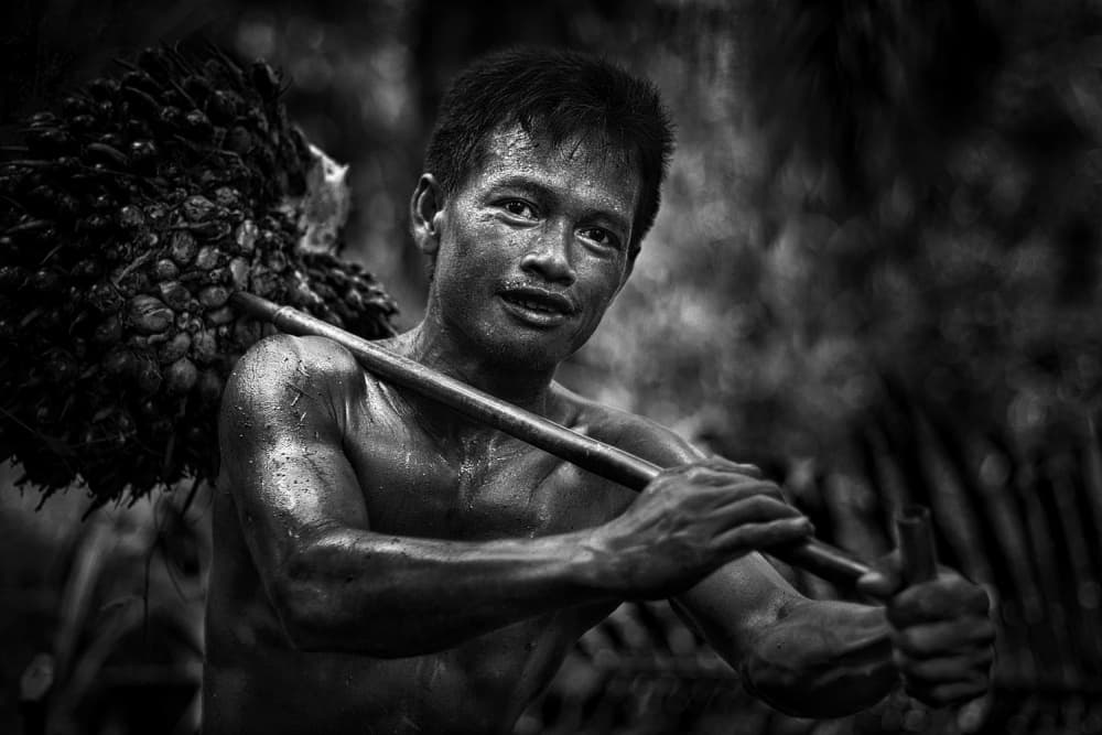 Strong Palm Harvester by Peter Davidson — canvas wall art