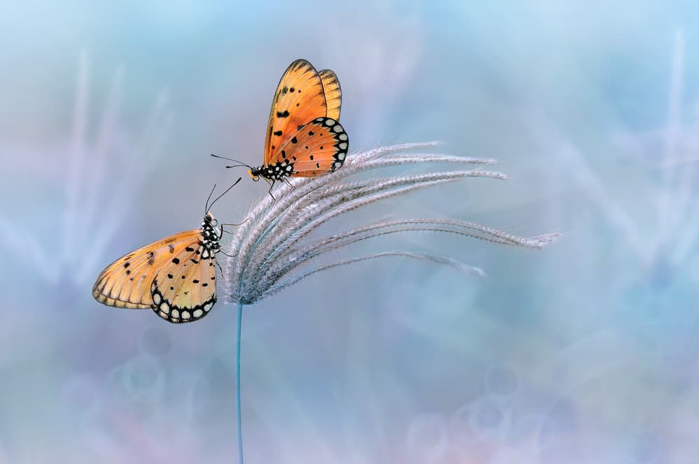 Serene Orange Butterflies by Edy Pamungkas — canvas wall art