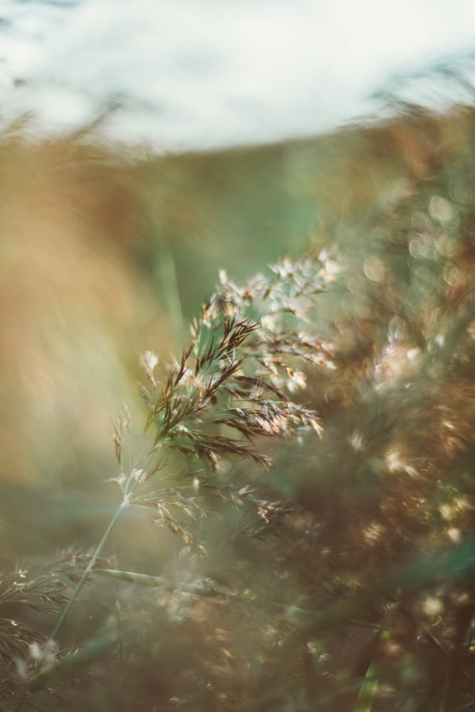 Sunlit Wild Grass by Javier Pardina — canvas wall art