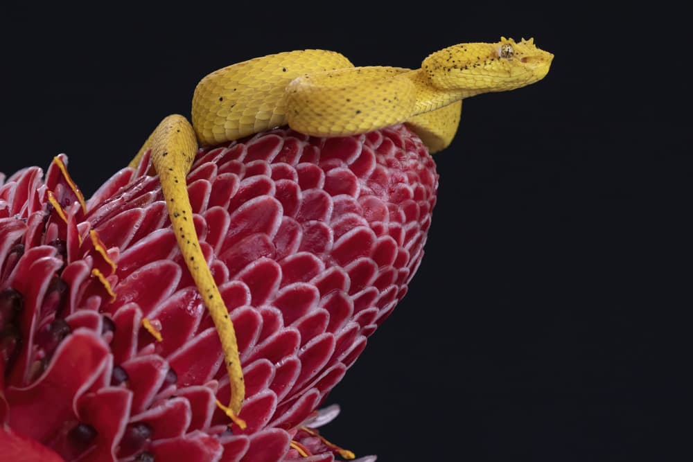 Yellow Viper on Red Flower by Linda D Lester — canvas wall art