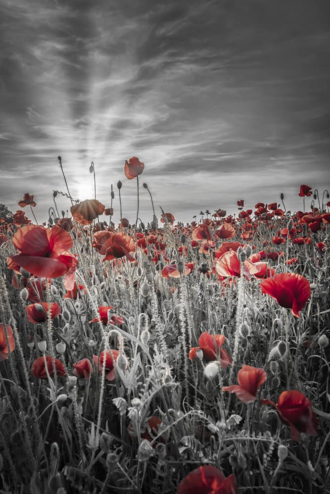 Poppies Under Dramatic Sky by Melanie Viola — canvas wall art