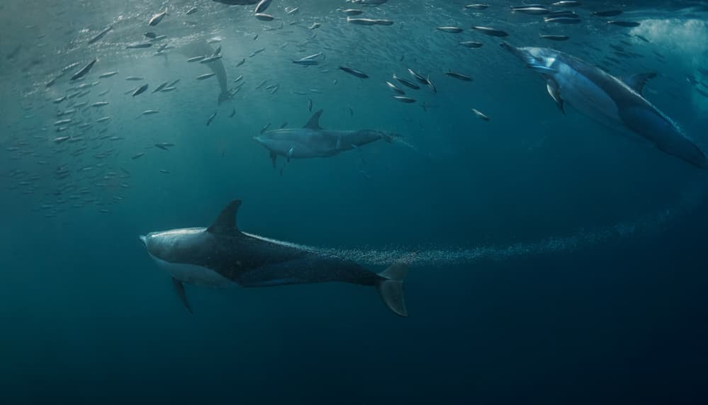 Dolphins Herding Fish by Jennifer Lu — canvas wall art